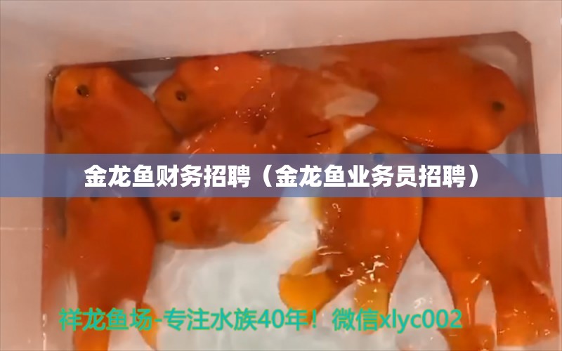 金龍魚財務(wù)招聘（金龍魚業(yè)務(wù)員招聘）