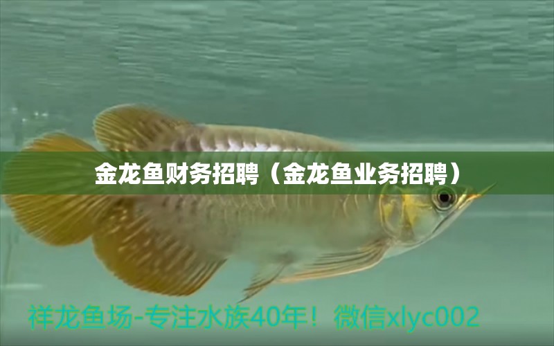 金龍魚財務(wù)招聘（金龍魚業(yè)務(wù)招聘）