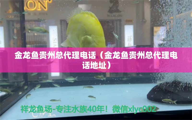 金龍魚貴州總代理電話（金龍魚貴州總代理電話地址）