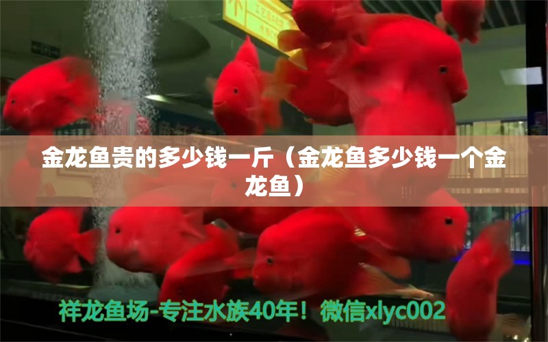 金龍魚貴的多少錢一斤（金龍魚多少錢一個金龍魚）