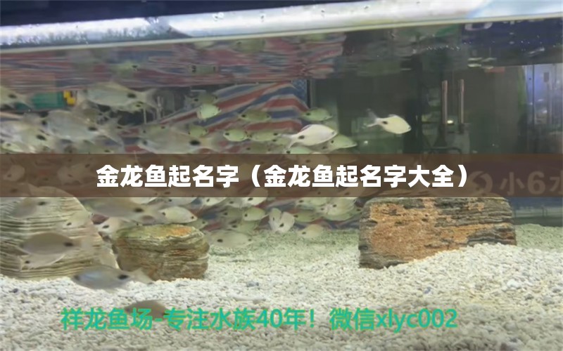 金龍魚起名字（金龍魚起名字大全）