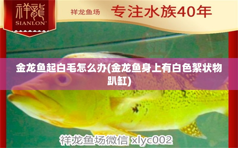 金龍魚起白毛怎么辦(金龍魚身上有白色絮狀物趴缸) 蘇虎