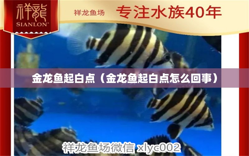 金龍魚起白點(diǎn)（金龍魚起白點(diǎn)怎么回事） 白子黃化銀龍魚