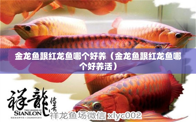 金龍魚跟紅龍魚哪個好養(yǎng)（金龍魚跟紅龍魚哪個好養(yǎng)活） 紅魔王銀版魚