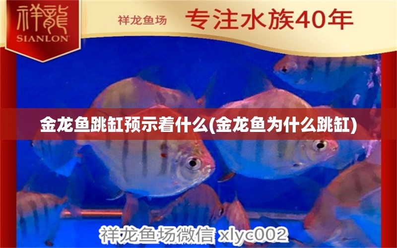 金龍魚跳缸預(yù)示著什么(金龍魚為什么跳缸)