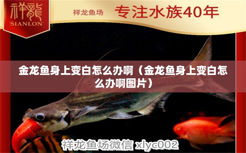 金龍魚身上變白怎么辦啊（金龍魚身上變白怎么辦啊圖片） 祥龍水族醫(yī)院