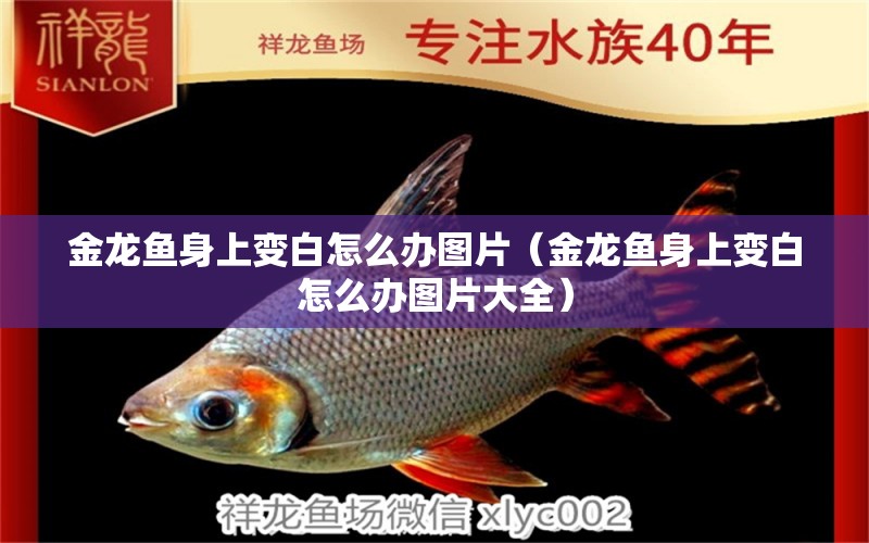 金龍魚(yú)身上變白怎么辦圖片（金龍魚(yú)身上變白怎么辦圖片大全）