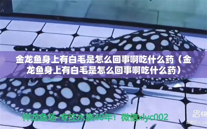 金龍魚身上有白毛是怎么回事啊吃什么藥（金龍魚身上有白毛是怎么回事啊吃什么藥）