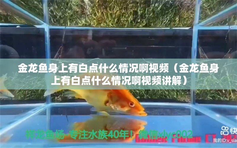 金龍魚身上有白點什么情況啊視頻（金龍魚身上有白點什么情況啊視頻講解）