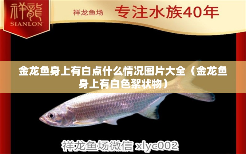 金龍魚身上有白點什么情況圖片大全（金龍魚身上有白色絮狀物） 熱帶魚魚苗批發(fā) 第1張