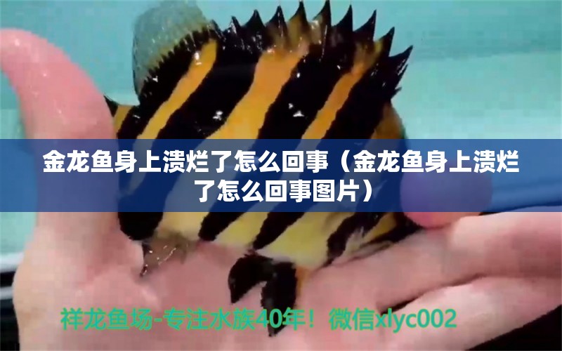 金龍魚身上潰爛了怎么回事（金龍魚身上潰爛了怎么回事圖片）