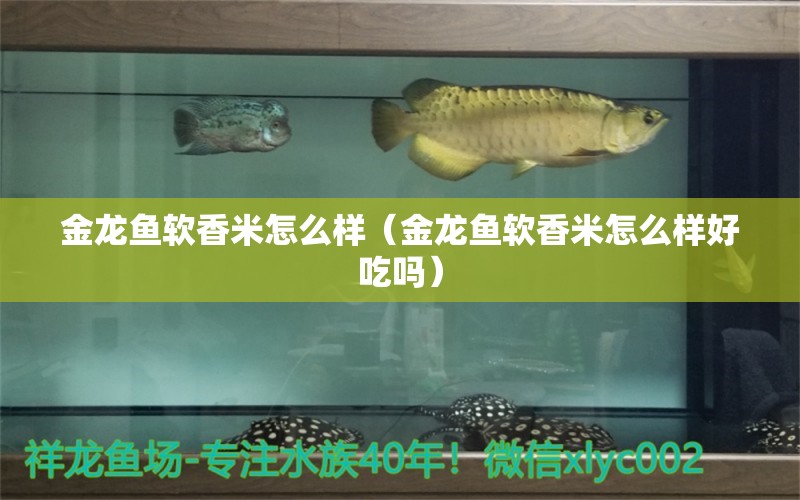 金龍魚軟香米怎么樣（金龍魚軟香米怎么樣好吃嗎）