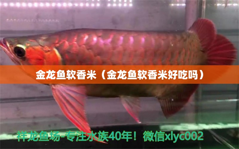 金龍魚(yú)軟香米（金龍魚(yú)軟香米好吃嗎）