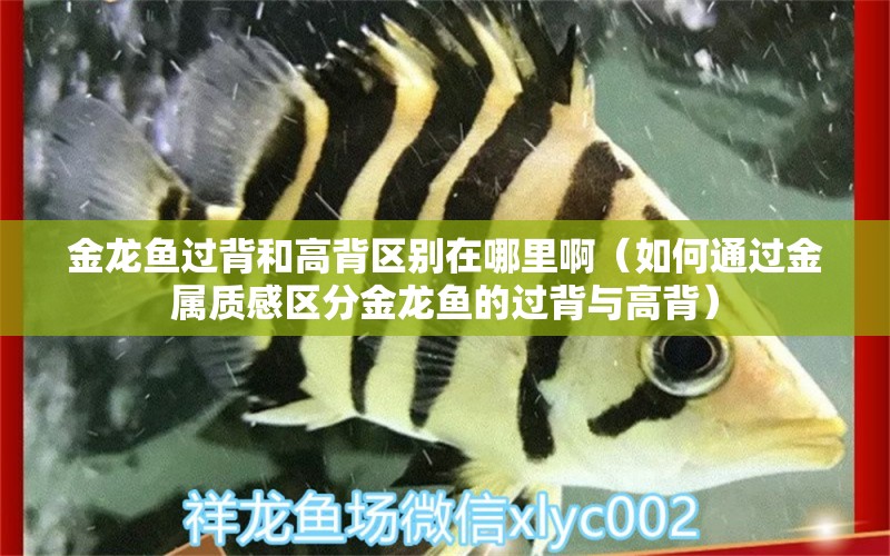 金龍魚過背和高背區(qū)別在哪里?。ㄈ绾瓮ㄟ^金屬質(zhì)感區(qū)分金龍魚的過背與高背） 水族問答 第1張