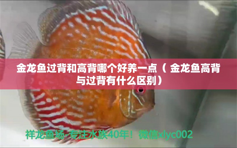 金龍魚過背和高背哪個(gè)好養(yǎng)一點(diǎn)（ 金龍魚高背與過背有什么區(qū)別） 潛水泵 第1張