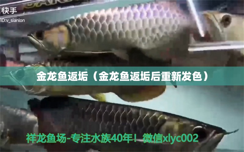 金龍魚返垢（金龍魚返垢后重新發(fā)色） 觀賞魚市場（混養(yǎng)魚）