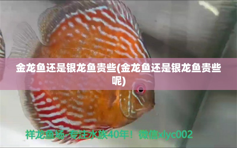 金龍魚還是銀龍魚貴些(金龍魚還是銀龍魚貴些呢) 銀龍魚