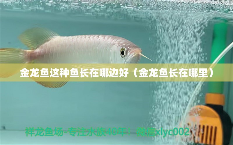 金龍魚(yú)這種魚(yú)長(zhǎng)在哪邊好（金龍魚(yú)長(zhǎng)在哪里）