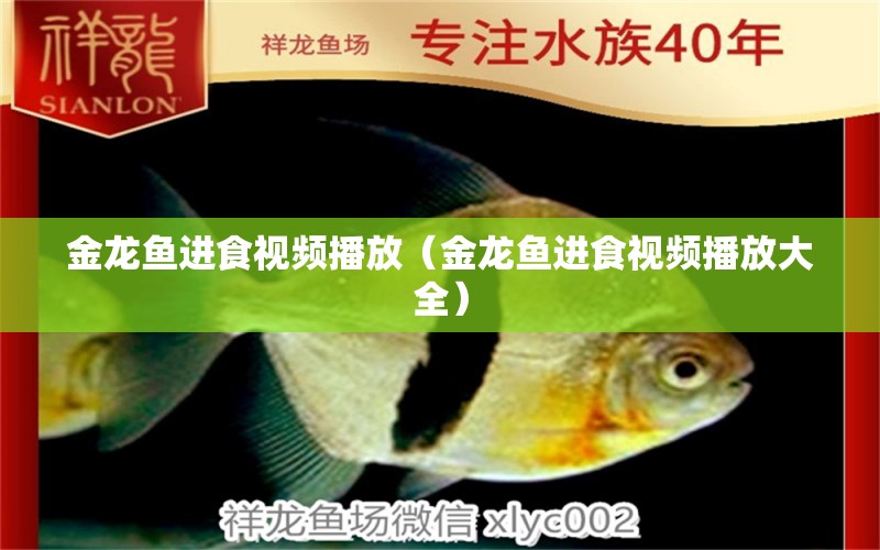 金龍魚進(jìn)食視頻播放（金龍魚進(jìn)食視頻播放大全） 白子銀版魚