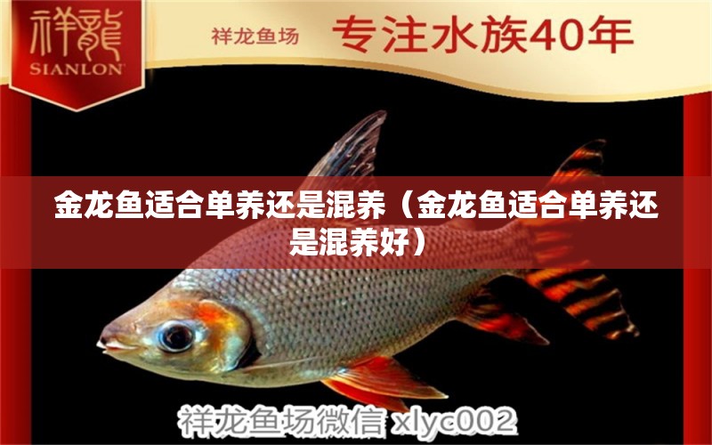 金龍魚適合單養(yǎng)還是混養(yǎng)（金龍魚適合單養(yǎng)還是混養(yǎng)好） 觀賞魚市場（混養(yǎng)魚）