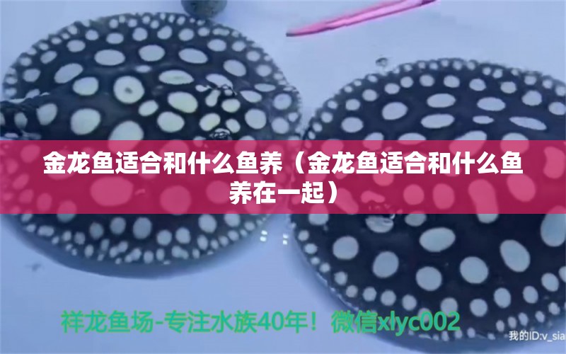 金龍魚適合和什么魚養(yǎng)（金龍魚適合和什么魚養(yǎng)在一起） 龍魚疾病與治療