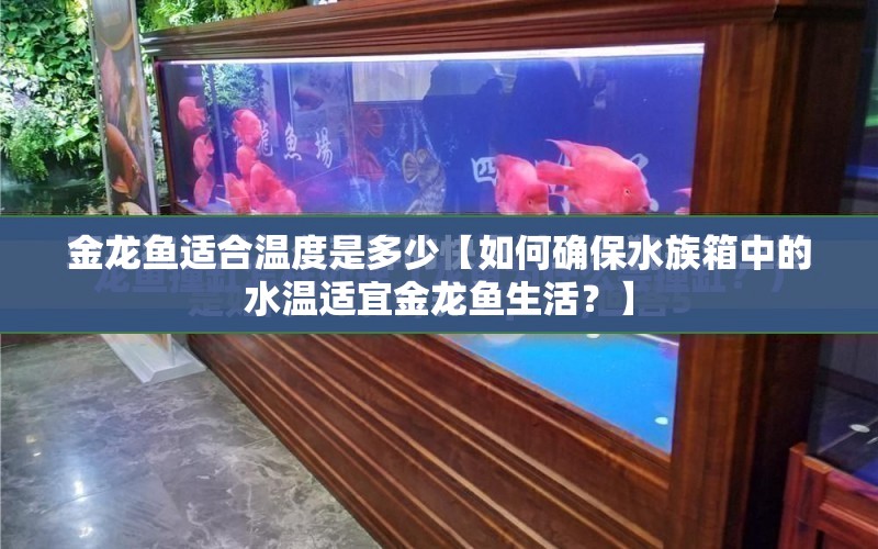 金龍魚適合溫度是多少【如何確保水族箱中的水溫適宜金龍魚生活？】 水族問答 第1張