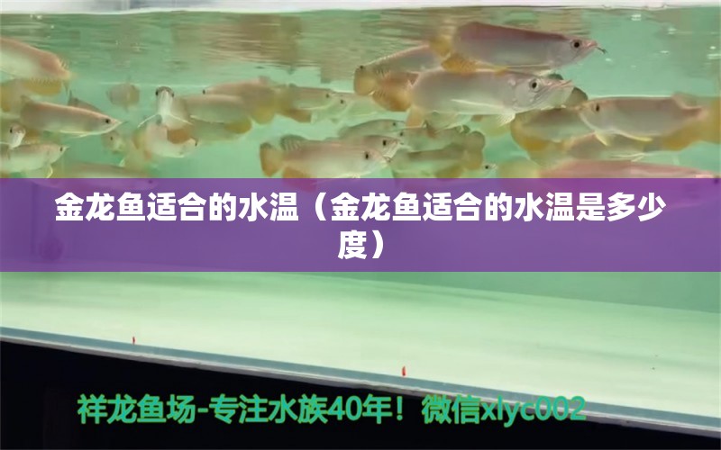 金龍魚適合的水溫（金龍魚適合的水溫是多少度） 祥龍水族醫(yī)院