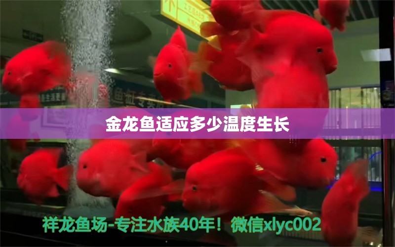 金龍魚適應(yīng)多少溫度生長