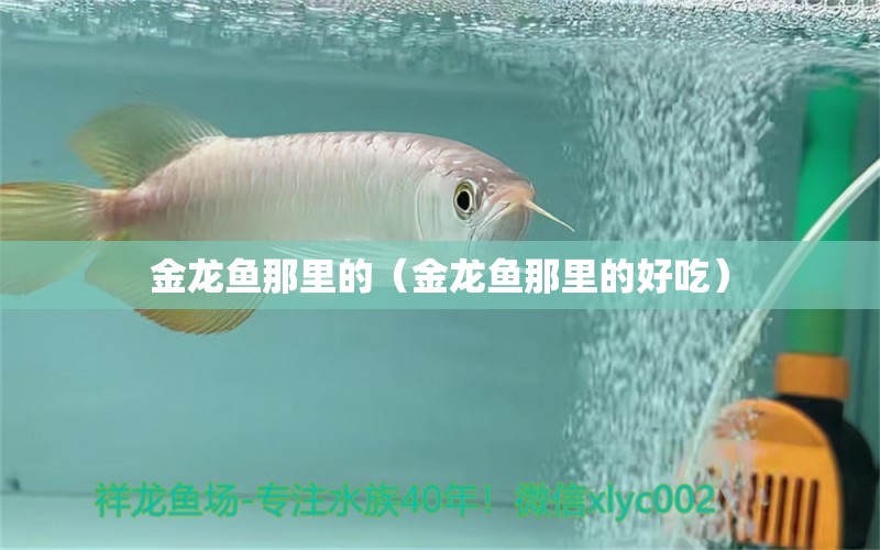 金龍魚(yú)那里的（金龍魚(yú)那里的好吃）