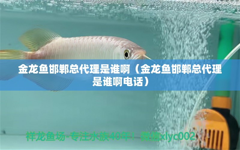 金龍魚邯鄲總代理是誰啊（金龍魚邯鄲總代理是誰啊電話） 祥龍水族醫(yī)院