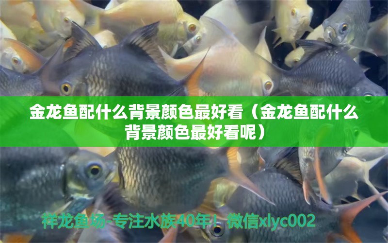 金龍魚配什么背景顏色最好看（金龍魚配什么背景顏色最好看呢） 元寶鳳凰魚專用魚糧