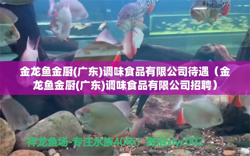 金龍魚金廚(廣東)調味食品有限公司待遇（金龍魚金廚(廣東)調味食品有限公司招聘） 大日玉鯖魚