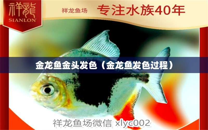 金龍魚金頭發(fā)色（金龍魚發(fā)色過程） 祥龍魚場