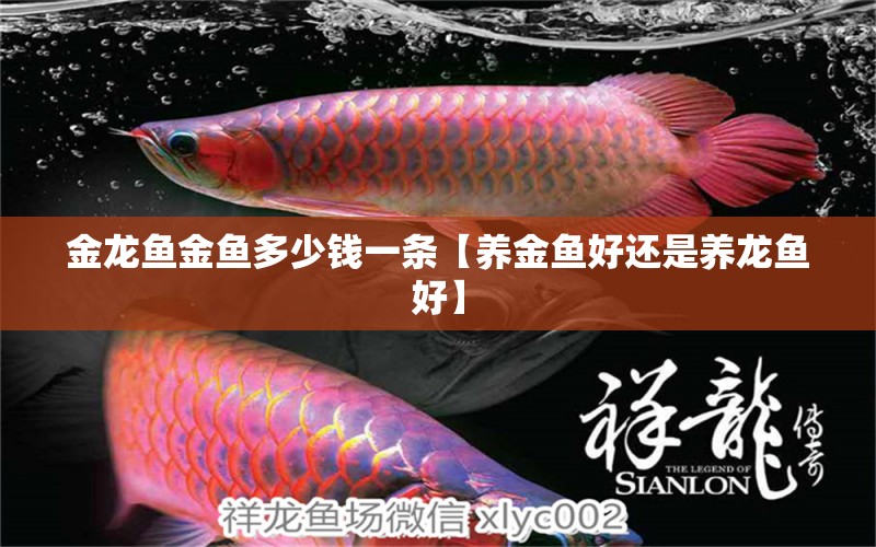 金龍魚金魚多少錢一條【養(yǎng)金魚好還是養(yǎng)龍魚好】