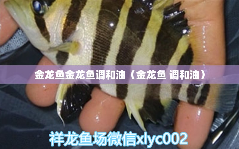 金龍魚金龍魚調(diào)和油（金龍魚 調(diào)和油）