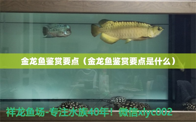 金龍魚(yú)鑒賞要點(diǎn)（金龍魚(yú)鑒賞要點(diǎn)是什么）