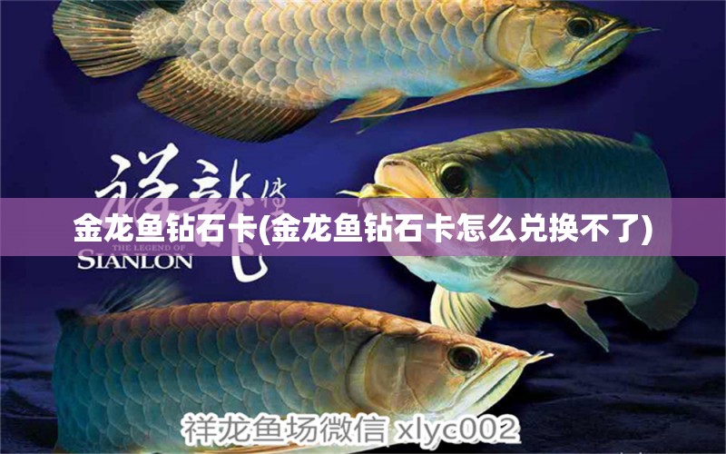 金龍魚鉆石卡(金龍魚鉆石卡怎么兌換不了) 玫瑰銀版魚