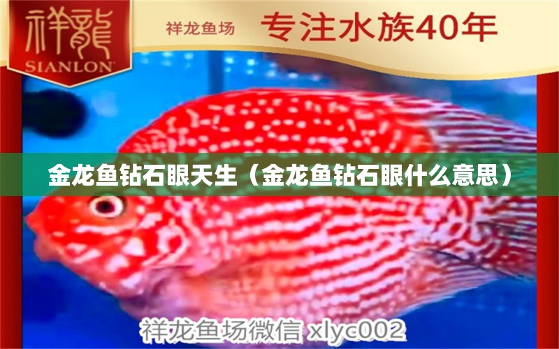 金龍魚鉆石眼天生（金龍魚鉆石眼什么意思）