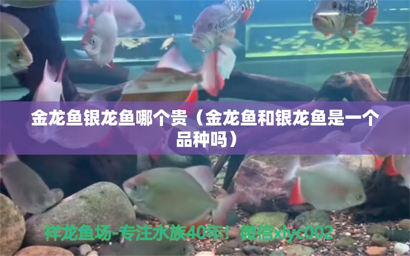 金龍魚銀龍魚哪個貴（金龍魚和銀龍魚是一個品種嗎）