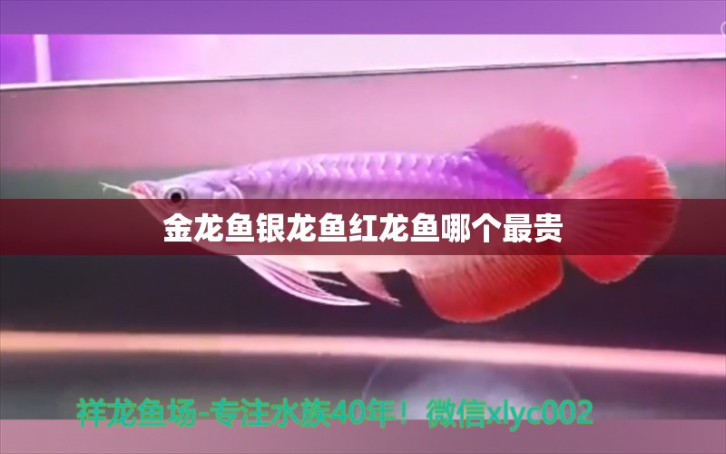 金龍魚銀龍魚紅龍魚哪個最貴 銀龍魚