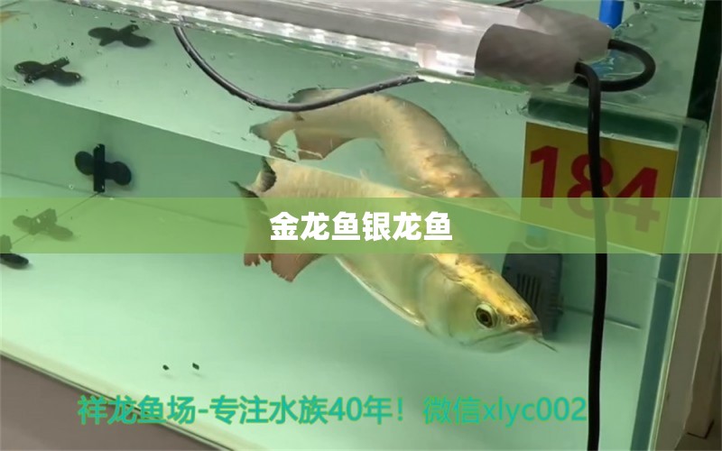 金龍魚銀龍魚 銀龍魚