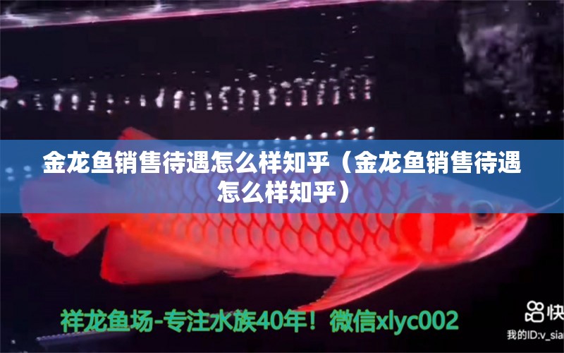 金龍魚銷售待遇怎么樣知乎（金龍魚銷售待遇怎么樣知乎） 祥龍水族醫(yī)院