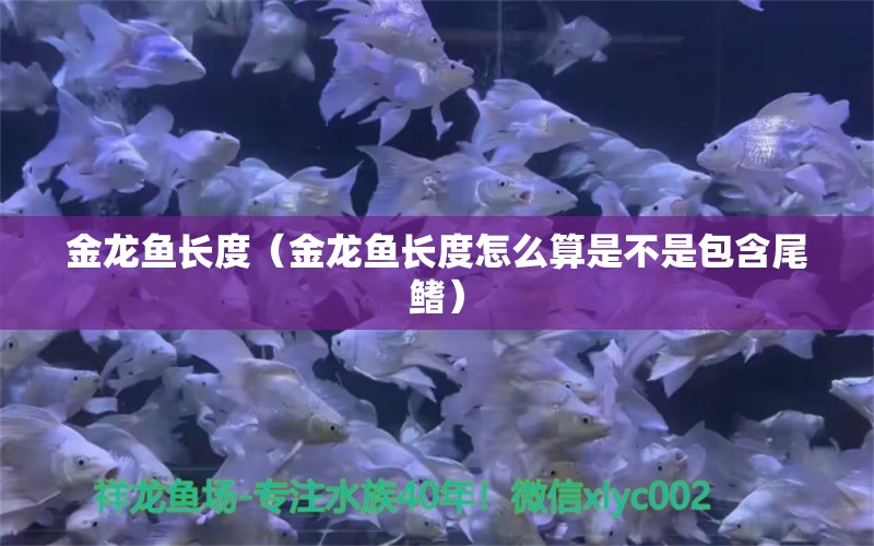 金龍魚(yú)長(zhǎng)度（金龍魚(yú)長(zhǎng)度怎么算是不是包含尾鰭）