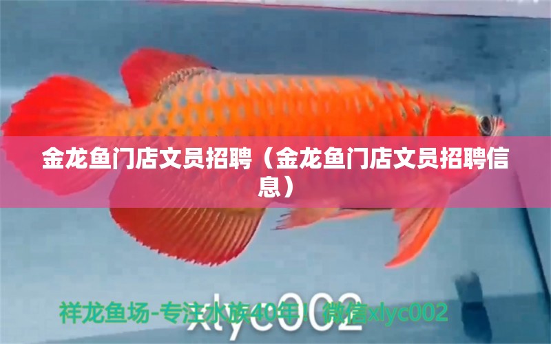 金龍魚門店文員招聘（金龍魚門店文員招聘信息）