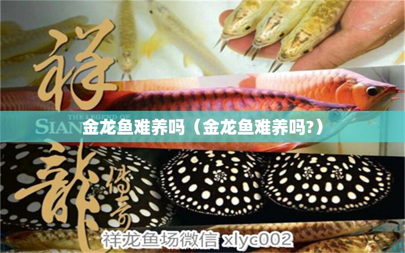 金龍魚難養(yǎng)嗎（金龍魚難養(yǎng)嗎?） 粗線銀版魚苗