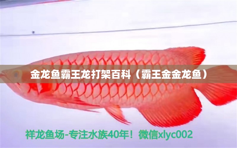 金龍魚霸王龍打架百科（霸王金金龍魚） 二氧化碳設備