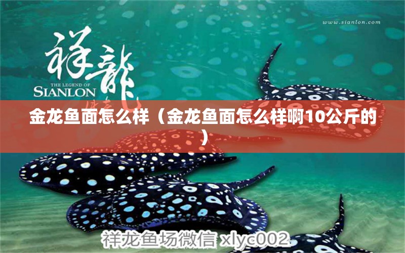 金龍魚面怎么樣（金龍魚面怎么樣啊10公斤的）