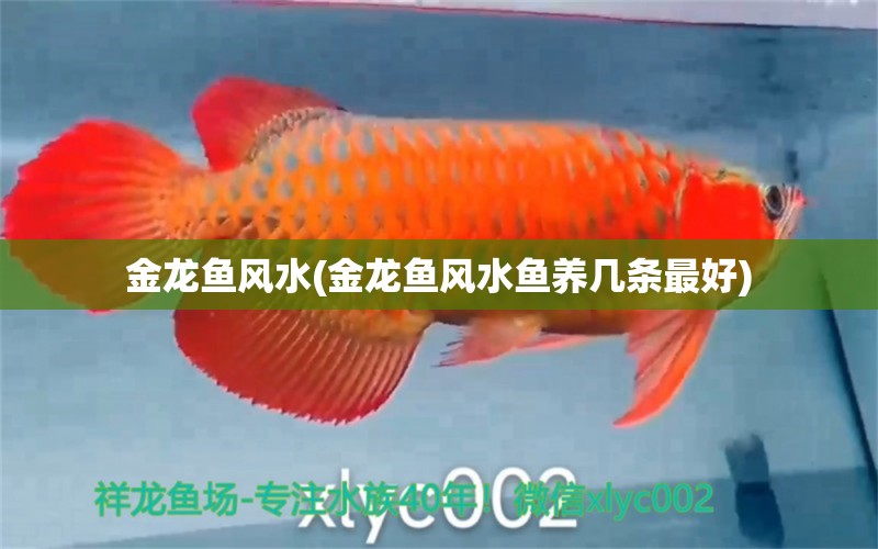 金龍魚風水(金龍魚風水魚養(yǎng)幾條最好)