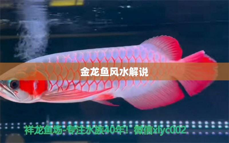 金龍魚風(fēng)水解說