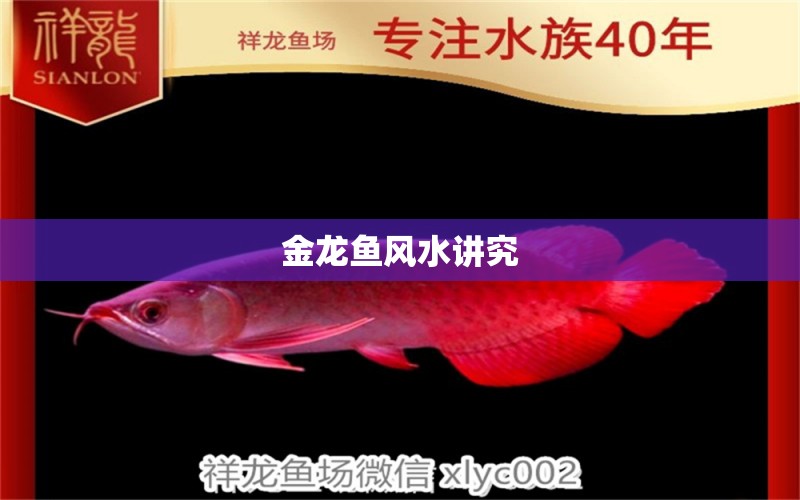 金龍魚風水講究